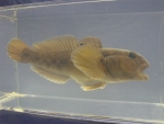 Foto Galerie/Gobiiformes/Neogobius melanostomus_01_SS.jpg